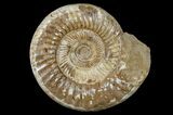 Large, Jurassic Ammonite Fossil - Madagascar #166004-2